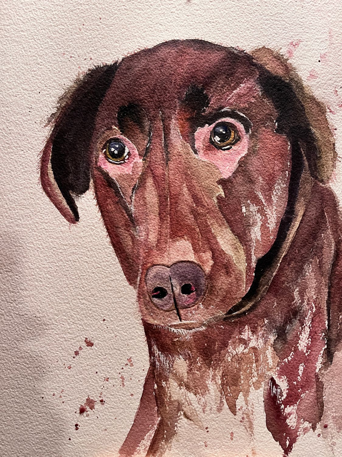 Pet portraits