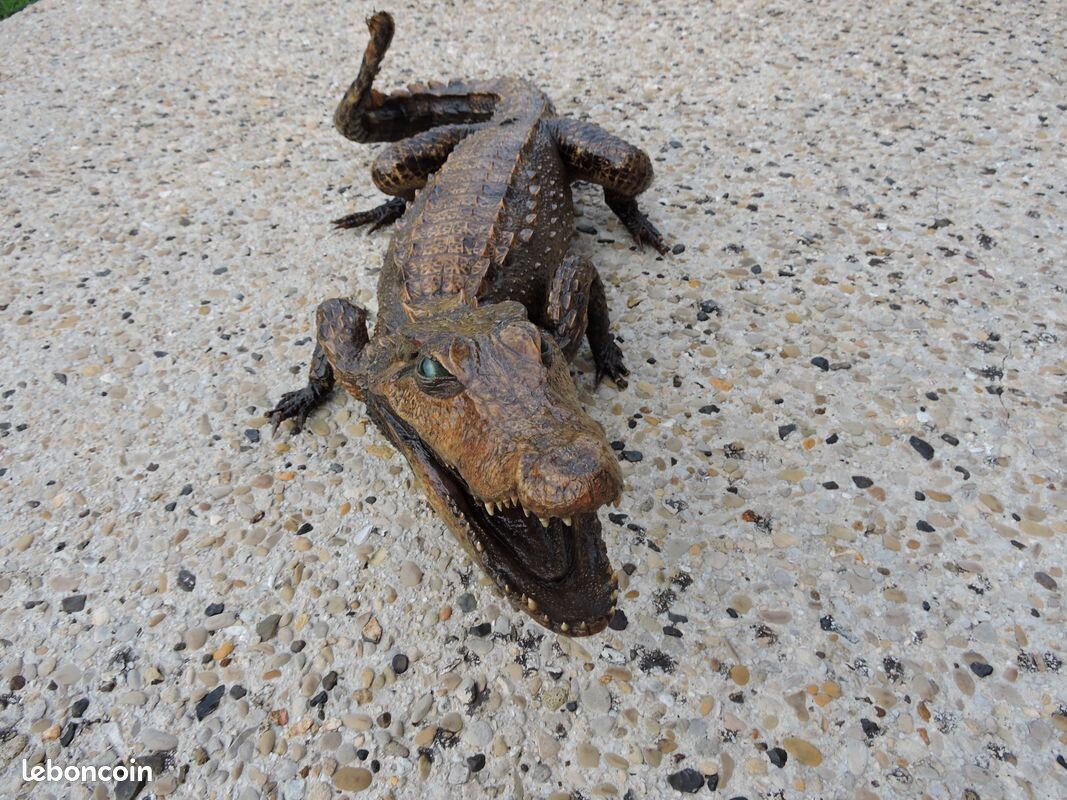 CROCODILE TAXIDERMIE 110 CM