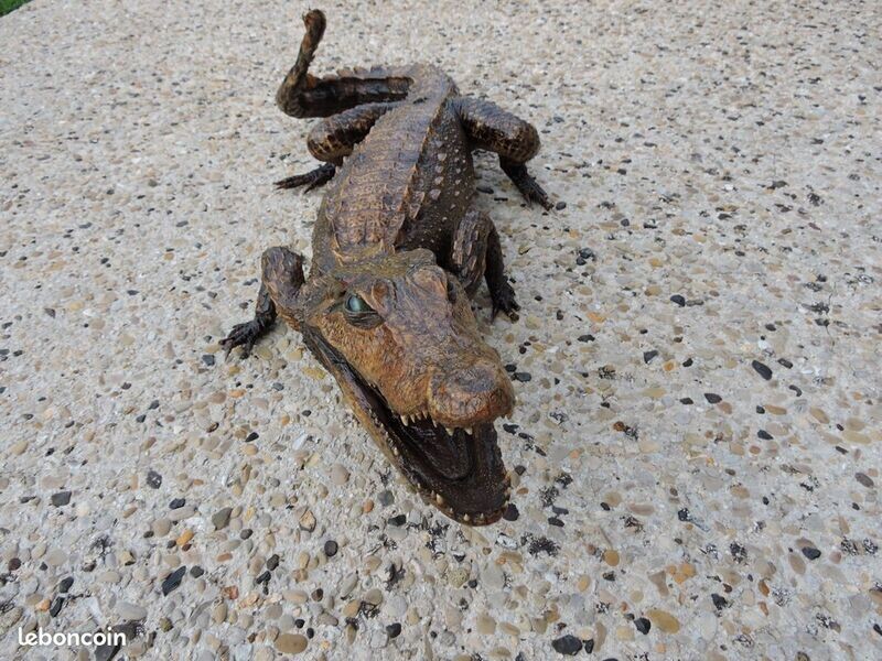 CROCODILE TAXIDERMIE 110 CM