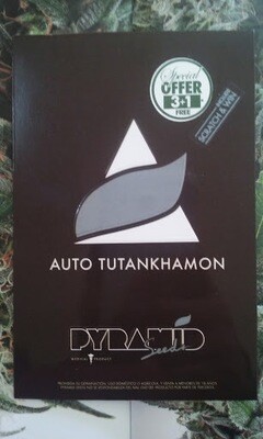 Tutankhamon
4 semillas Pyramid Seed