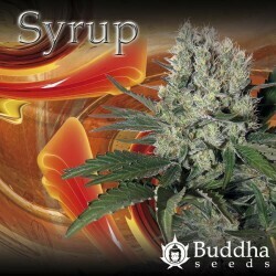 Syrup 4 semillas banco buddha