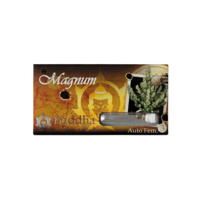 Magnum 4 semillas banco Buddha