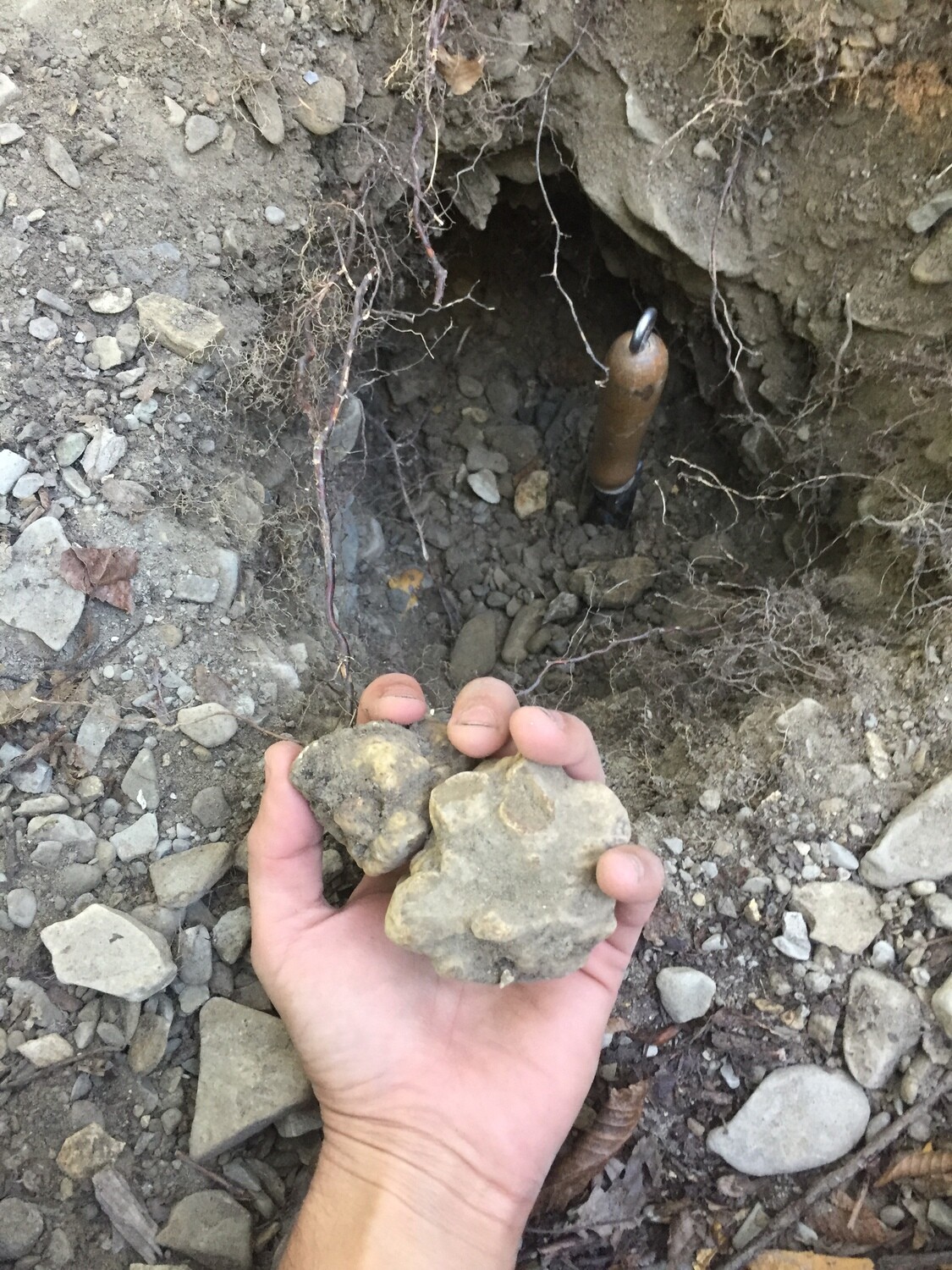 Tartufo Bianco d&#39;Alba (tuber magnatum pico)