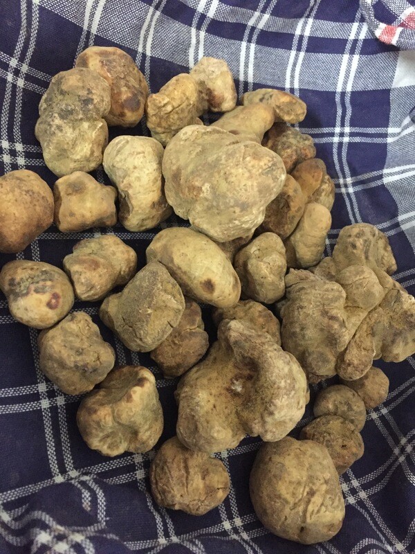 Tartufo Bianco d&#39;Alba (tuber magnatum pico)