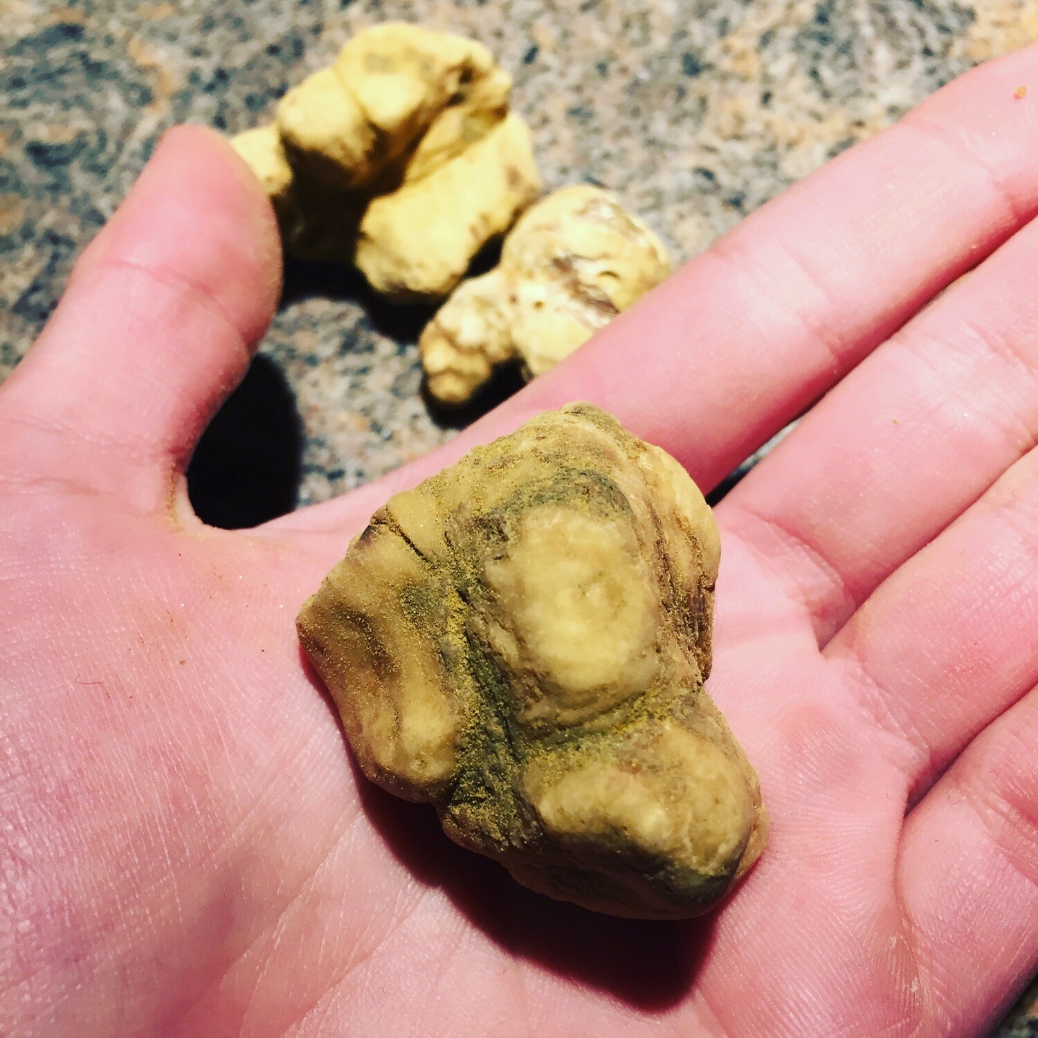 Caccia al Tartufo