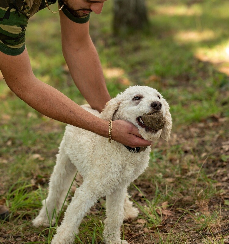 Caccia al Tartufo