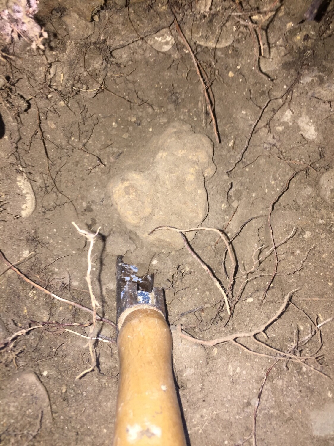 Caccia al Tartufo