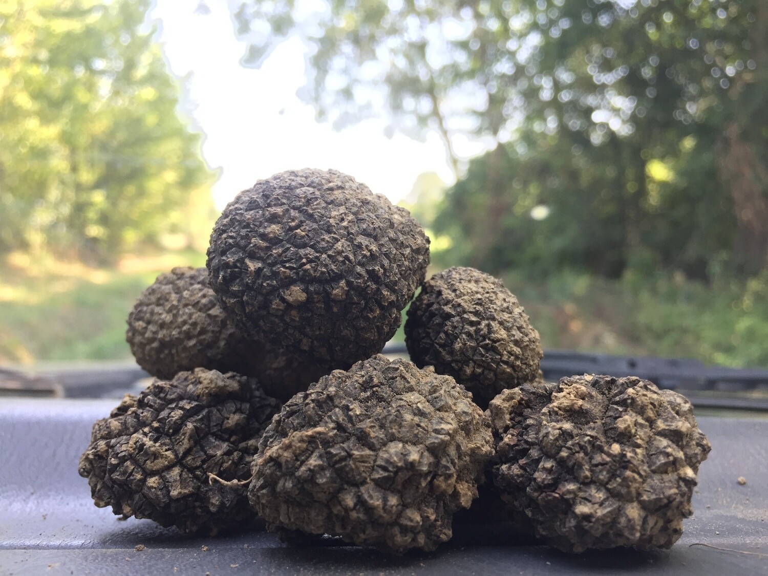 Caccia al tartufo &amp; Pranzo a base di tartufo