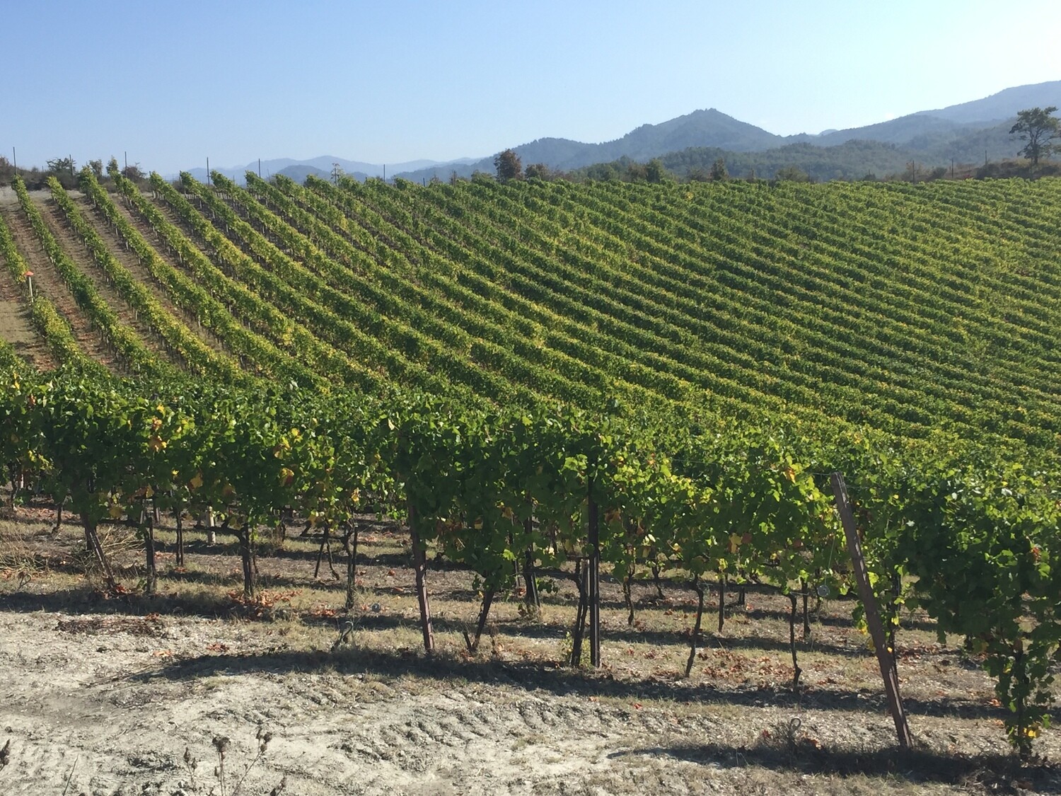 Caccia al tartufo e degustazione vini