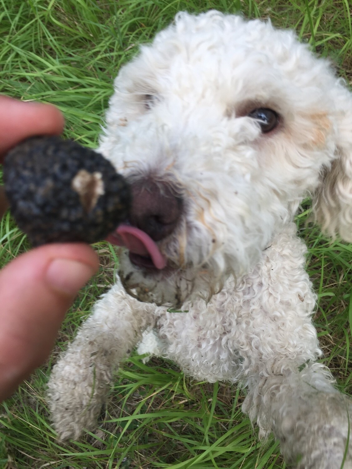 Caccia al tartufo &amp; Pranzo a base di tartufo