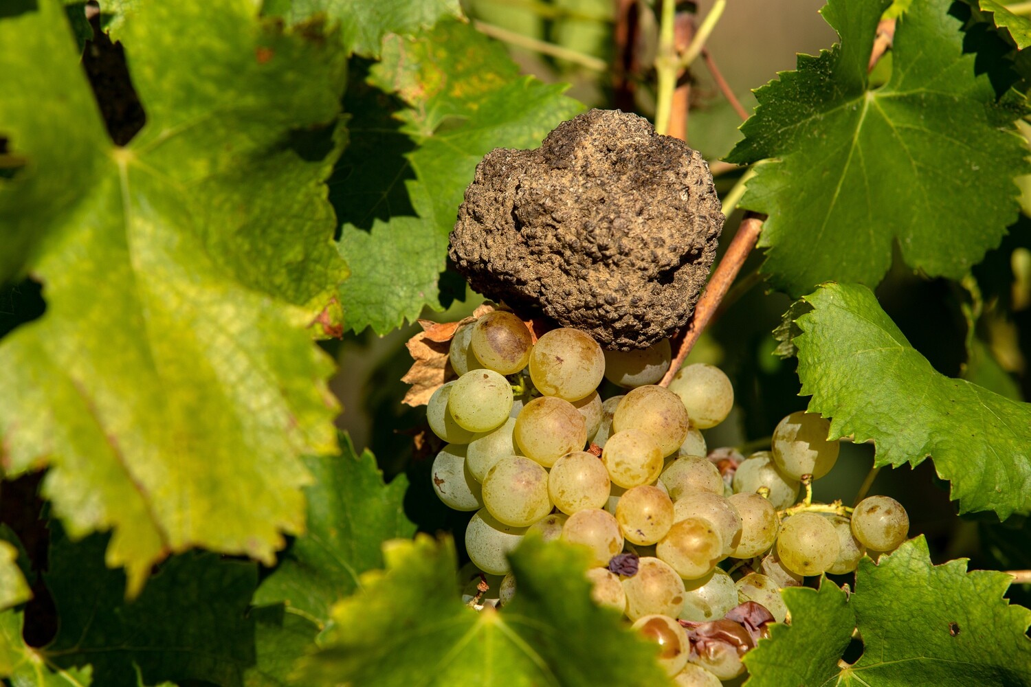 Caccia al tartufo e degustazione vini