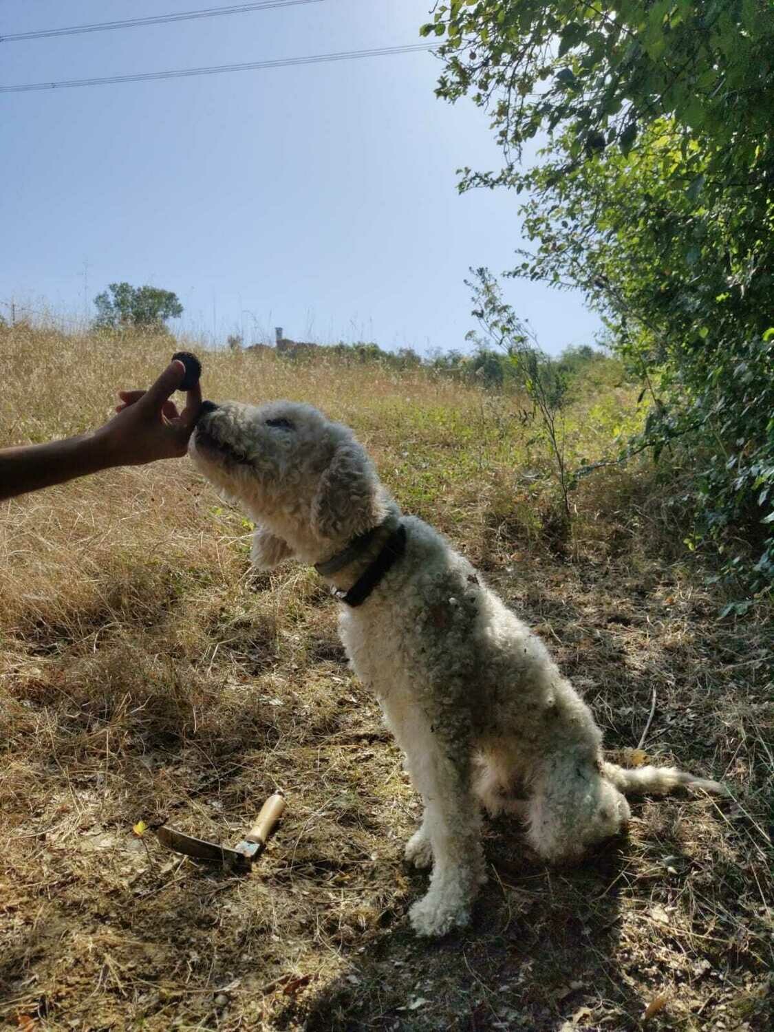 Caccia al tartufo e degustazione formaggi