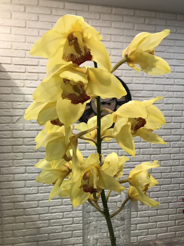 Цимбидиум Микс (Орхидея)
