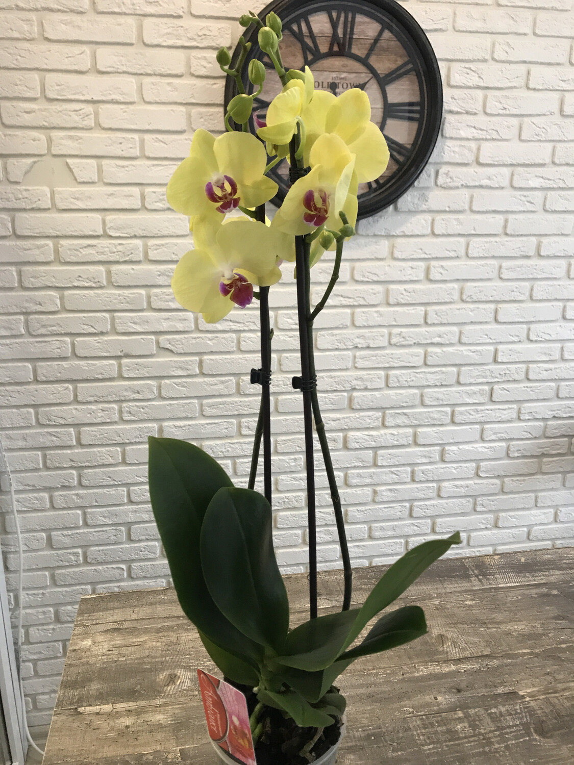Орхидея - 4