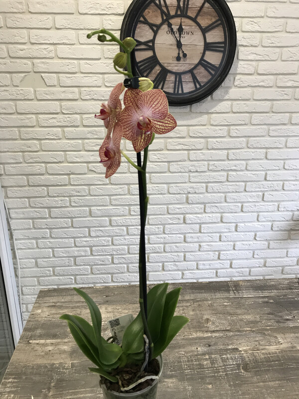 Орхидея - 1