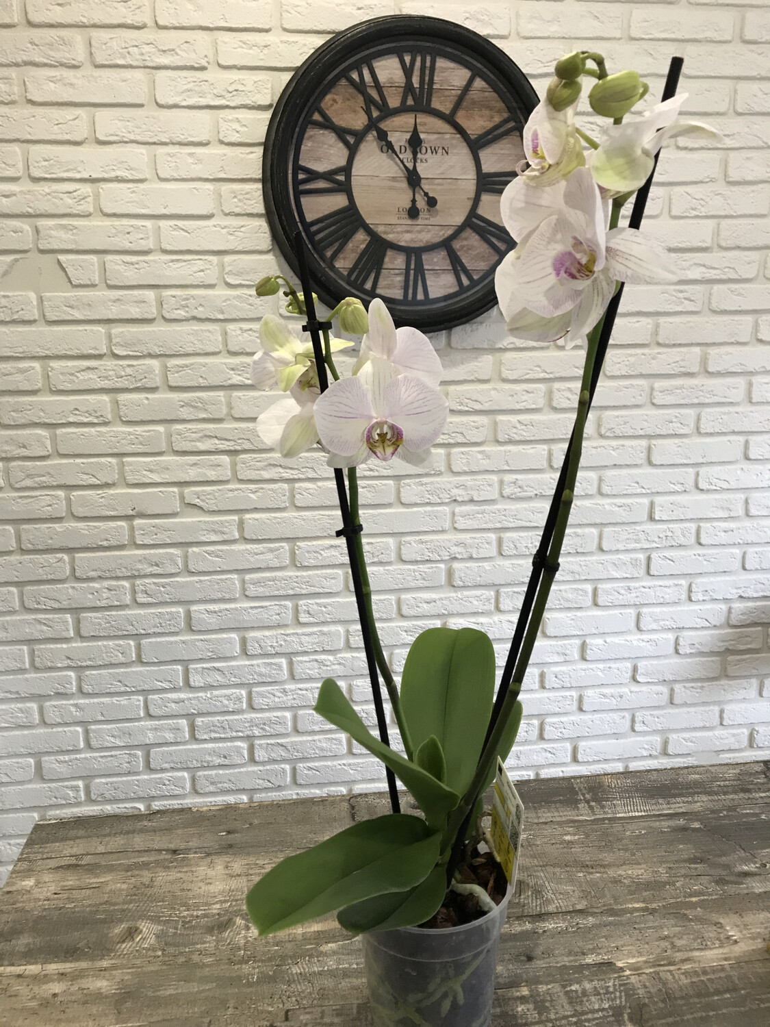 Орхидея - 2
