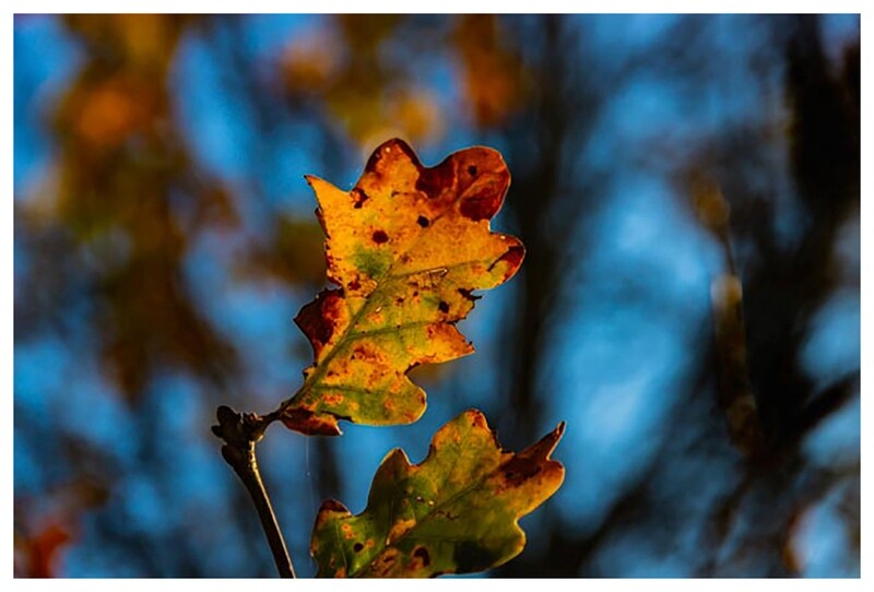 Leaf (Me) Alone