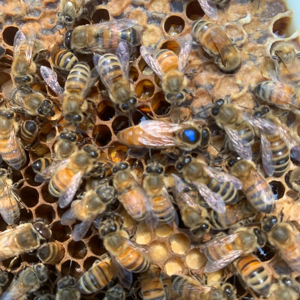 Mated Buckfast Queen Mated Buckfast Queen