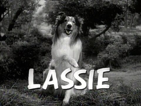 Lassie Complete Series 1-19 DVD - (1954-1973) -Tommy Rettig, Jan Clayton, George Cleveland, Jon Provost, Cloris Leachman, Jon Shepodd, June Lockhart, Hugh Reilly, George Chandler, Robert Bray, Jack