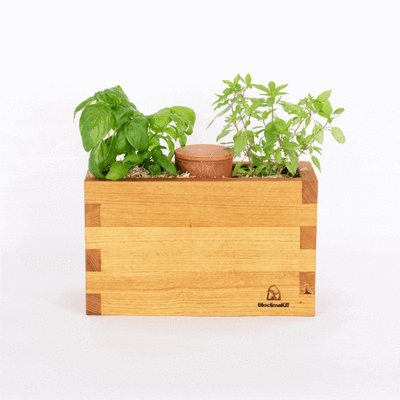 Jardinette d'intérieur - Kit prêt à planter Jardinette d'intérieur - Kit prêt à planter