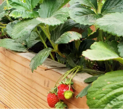GRAND BAC FRUITS ROUGES - DOUGLAS - Kit prêt-à-planter GRAND BAC FRUITS ROUGES - DOUGLAS - Kit prêt-à-planter