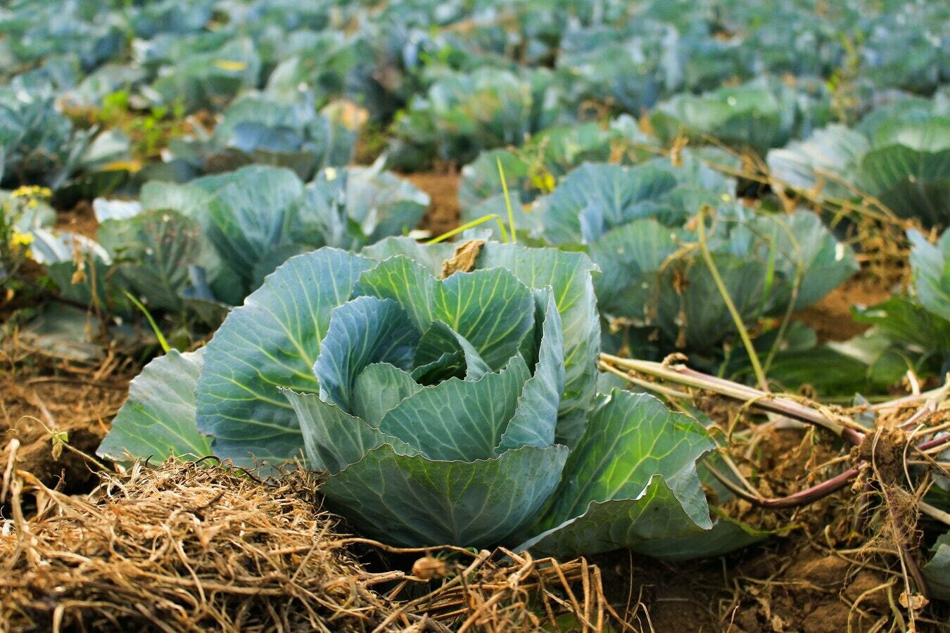 Cabbages - Hispi - UK
