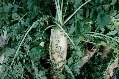 Parsnips - per kg