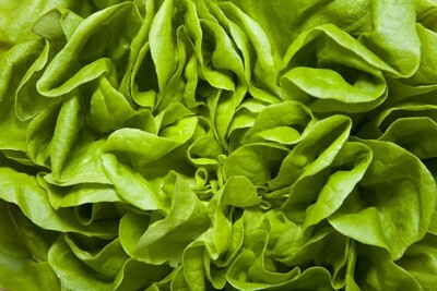Lettuce - Curley/Plain