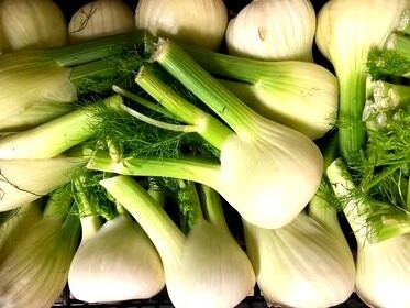 Fennel -