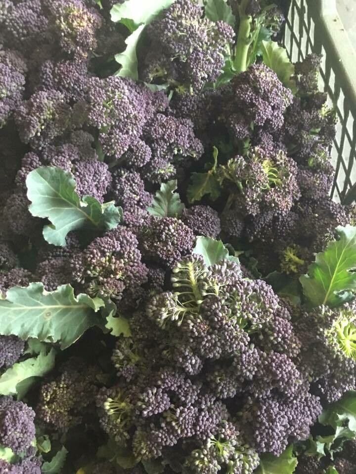 Purple Sprouting Broccoli