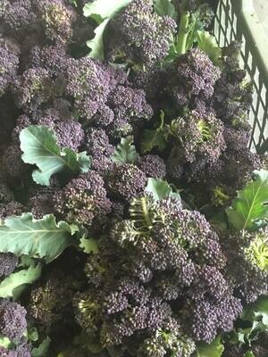 Purple Sprouting Broccoli