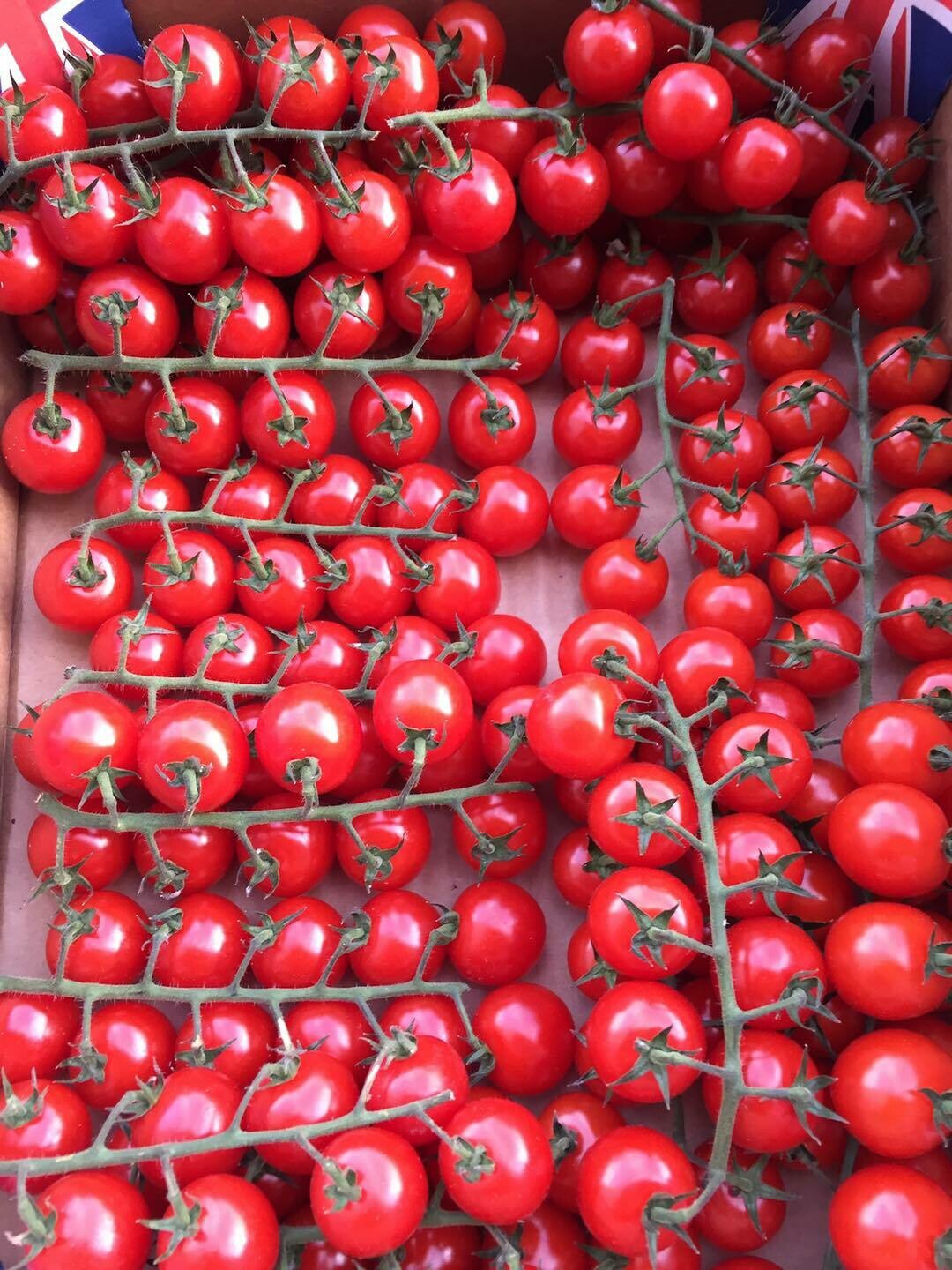 Tomatoes - Best Cherry Tomatoes on the Vine