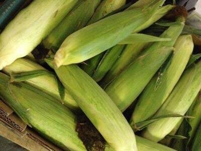 Fresh Individual Corn on  the Cob