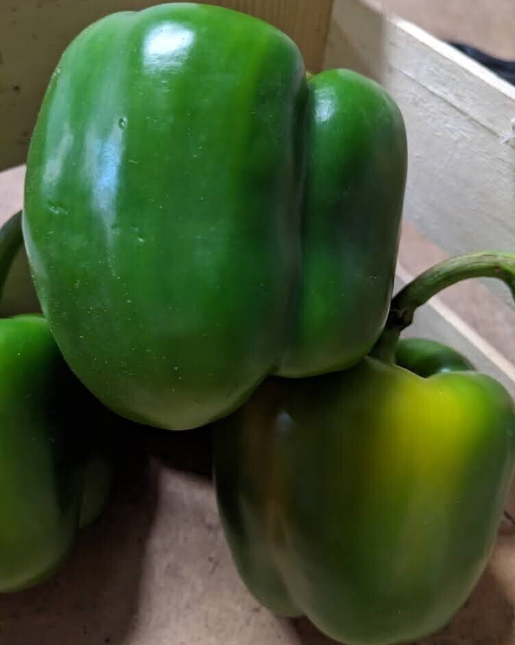 Peppers - Green (each)