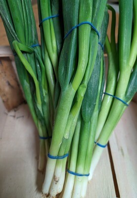 Spring Onion