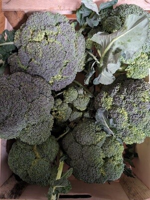 Broccoli (UK) - See Options