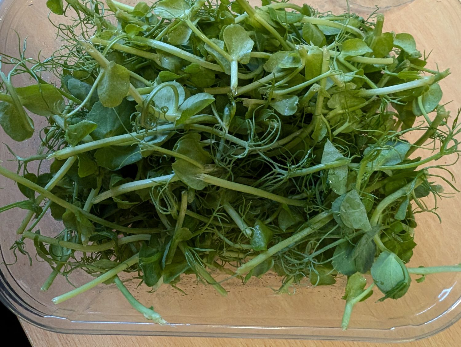 Pea Shoots