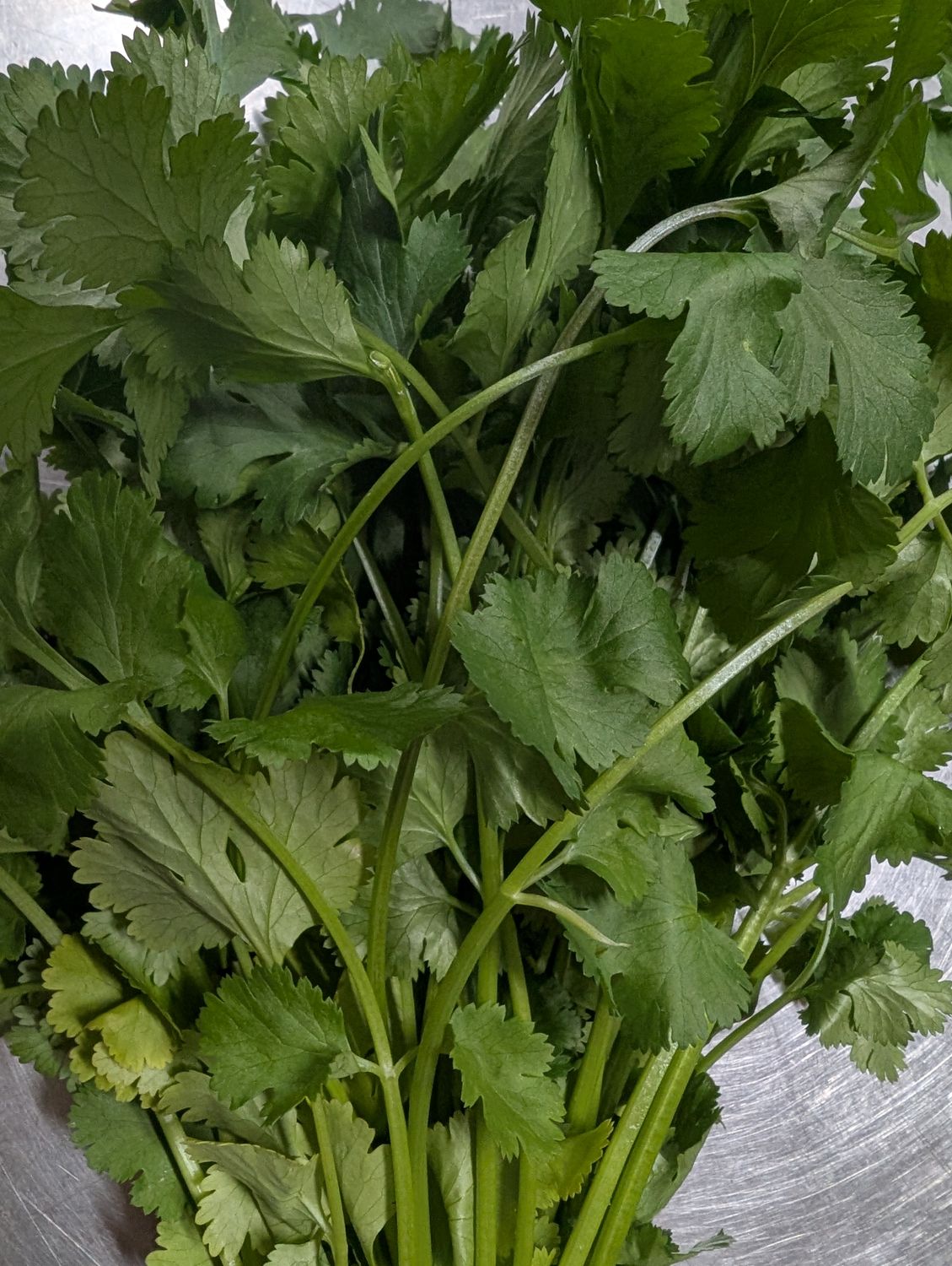Herbs - Flat Leaf Parsley