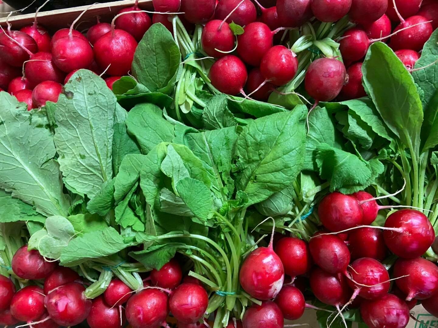 Radish