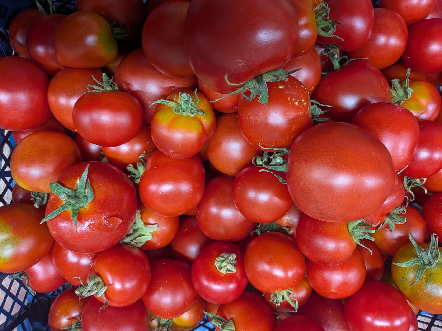 Local Salad Tomatoes