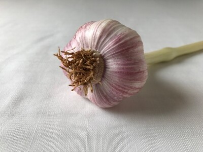 Garlic