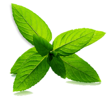 Herbs - Mint 100g