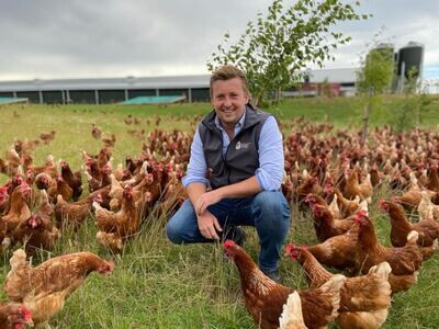 Free Range Eggs Large (Shrewsbury, Shropshire)