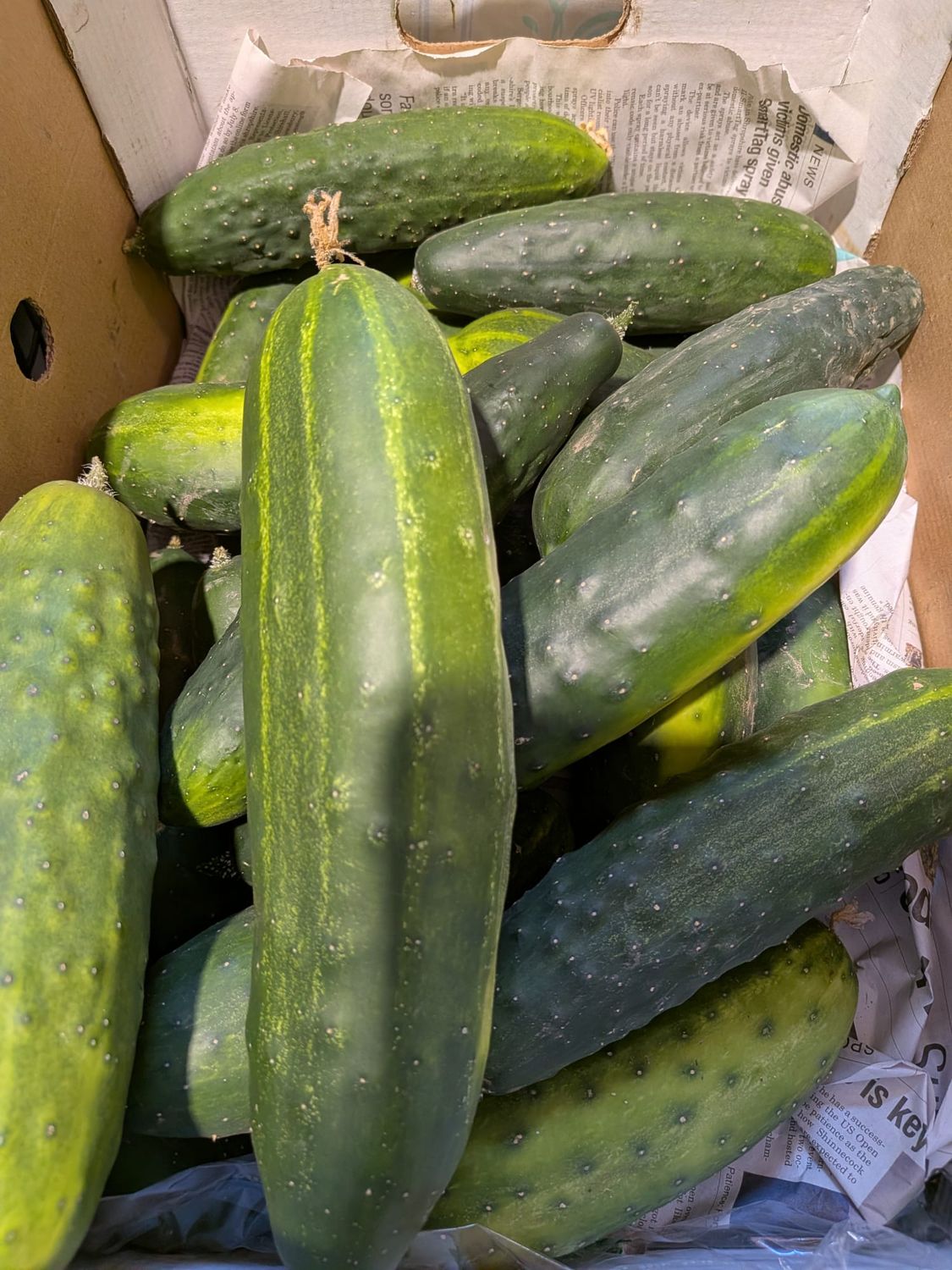 Mini Cucumbers - Locally Grown