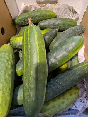 Mini Cucumbers - Locally Grown