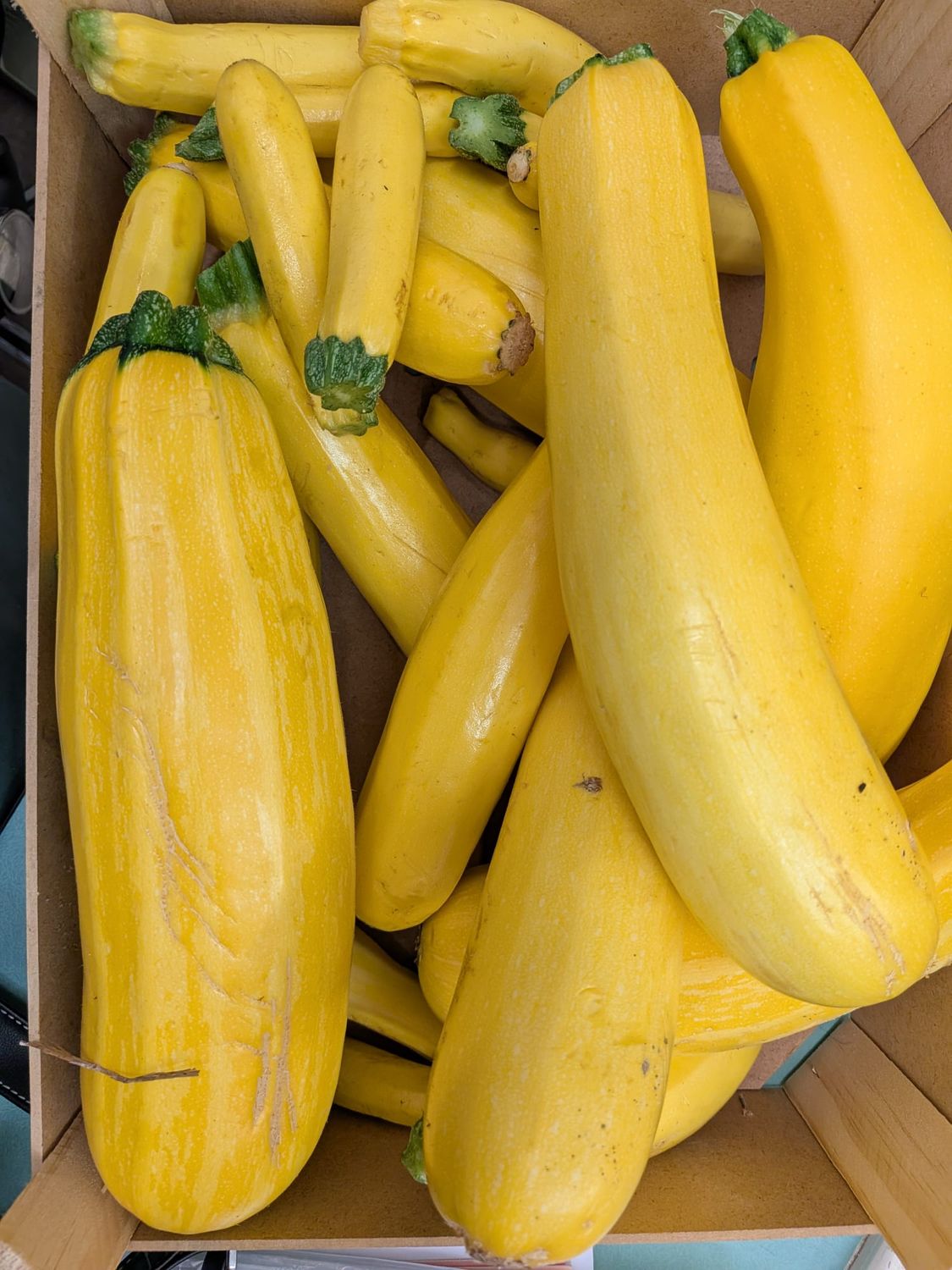 Yellow or Green Courgettes - Locally Grown