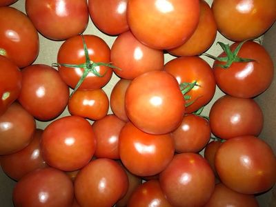 Salad Tomatoes