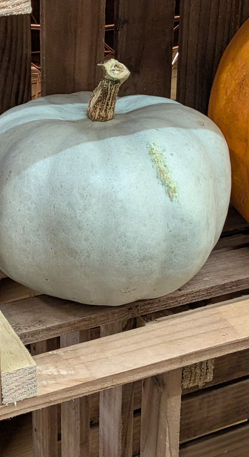 Pumpkin - Crown Prince (Local)