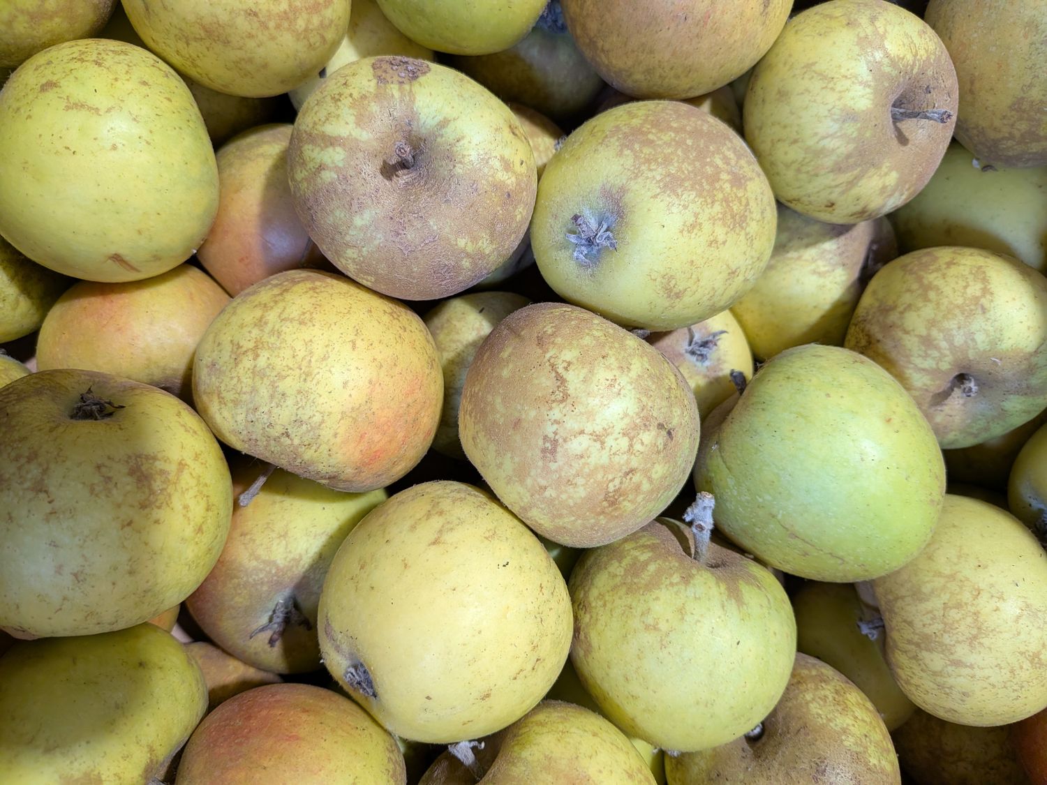 Apples - Local Cox Pippin (per kg)