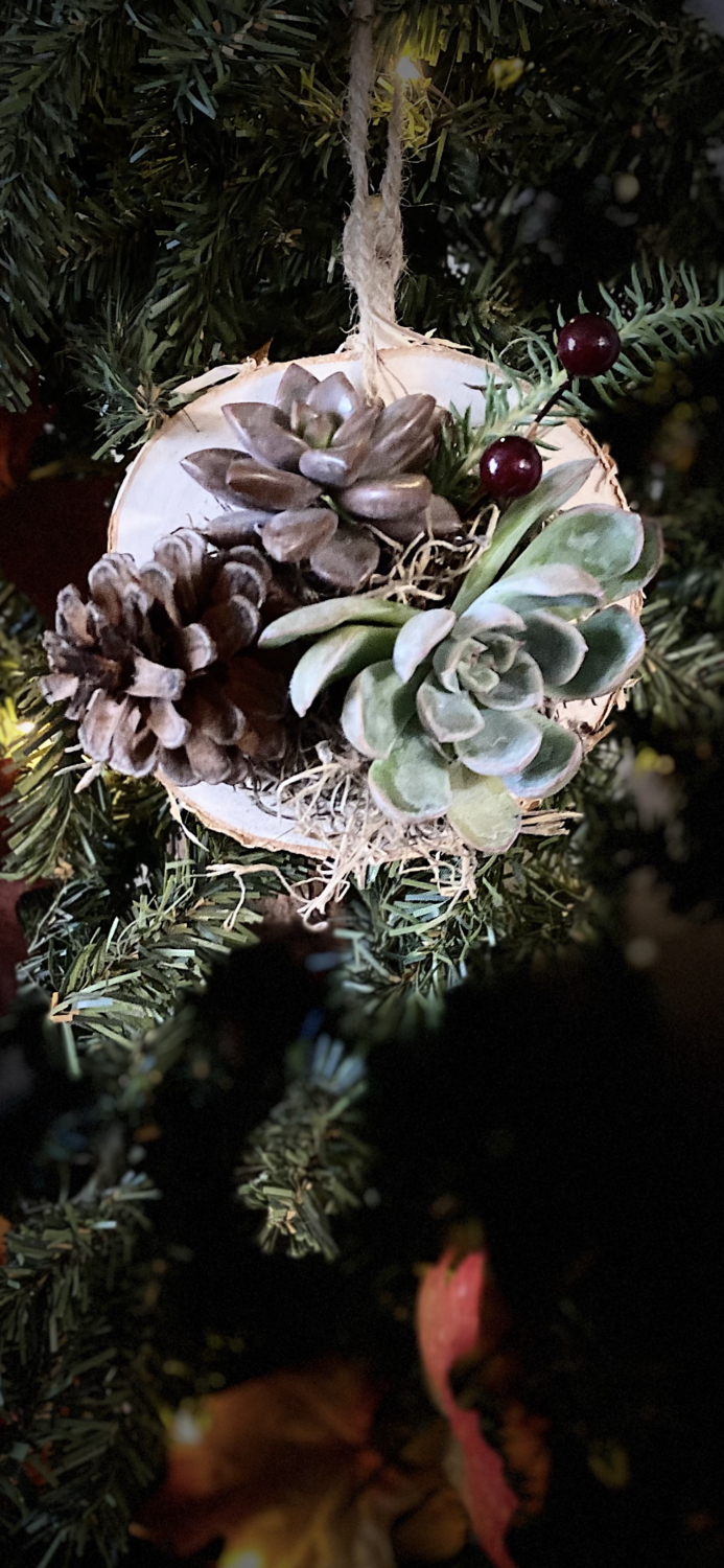 Beautiful live Succulent ornaments on wood